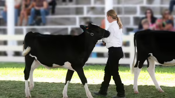 4-H Show