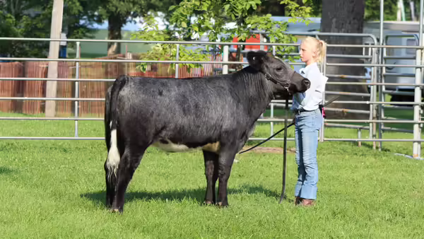 Image of 4-H youth showing a steer