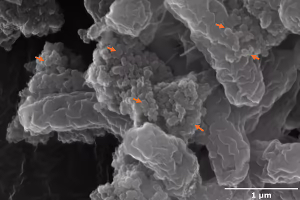 Black and white microscopic view of nanoplastics on bacteria