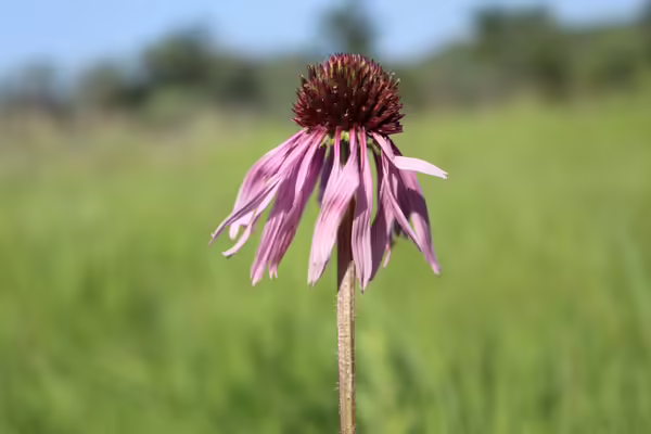 Pale coneflower