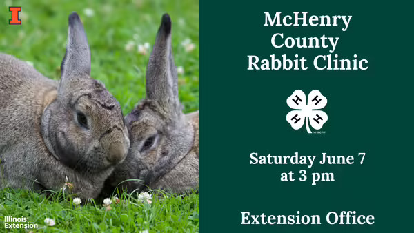 Rabbit Clinic - Two rabbits snuggling