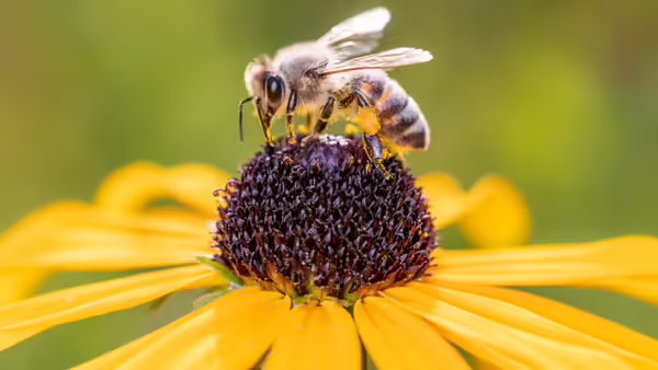 honey bee on flower