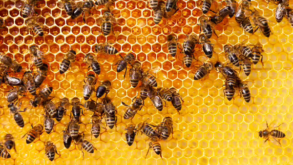 bees