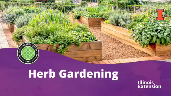 Raised garden beds