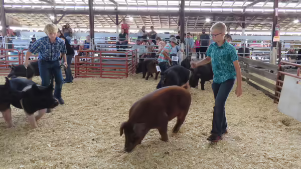 boys showing pigs in the showring
