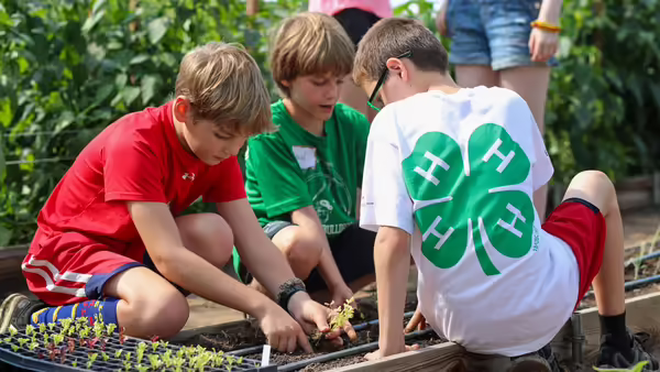 three youth tending to a garden 