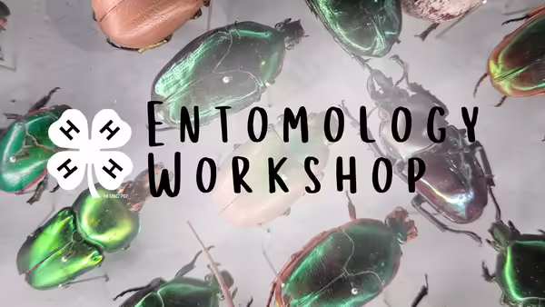 beetles in the background