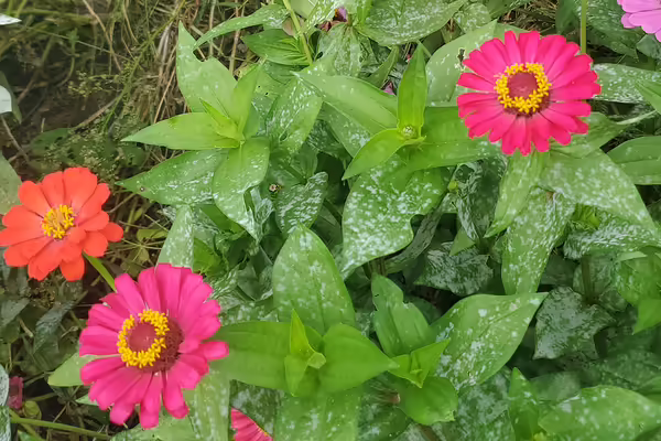 Pink and orange blooming zinnia flowers speckled with white powdery mildew on leaves