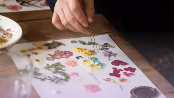 A person holding tweezers moving a pressed flower on a white piece of paper with several other pressed flowers.
