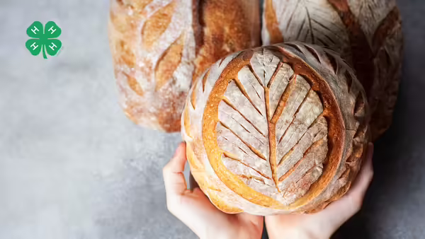 Hands holding a loaf of sourdough bread on a gray marbled background. A green 4-H clover in the upper left corner.