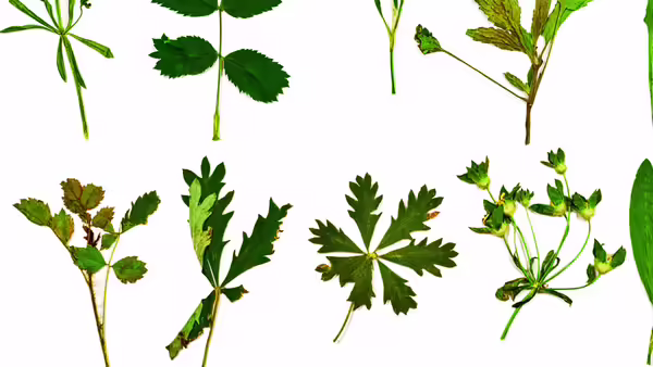 native plants