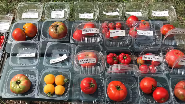 tomatoes
