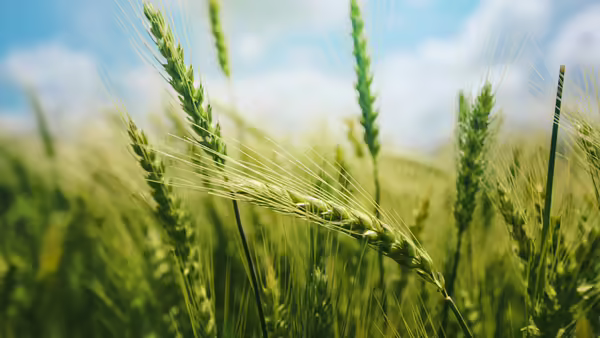 wheat field