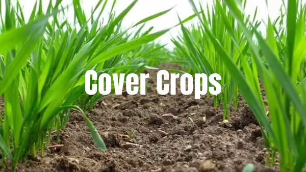Cover Crops - Field