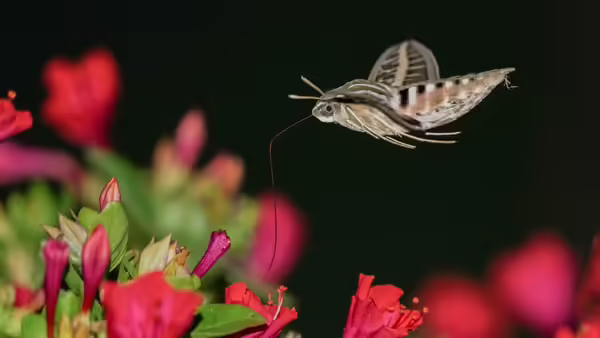 A nocturnal moth pollinating a red flower