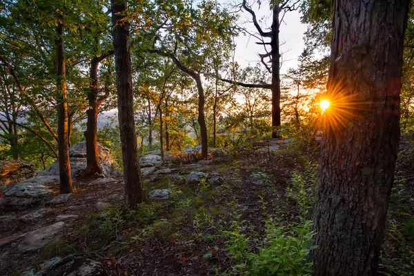 A sunset peeks through trees in a forest
