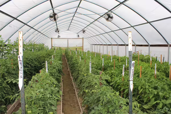 A high tunnel with crops growing inside of it.