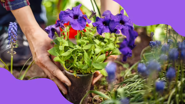 A person planting purple flowers in a garden.
