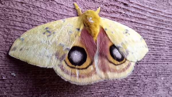 Io moth (Automeris io) with eyespots on hindwing