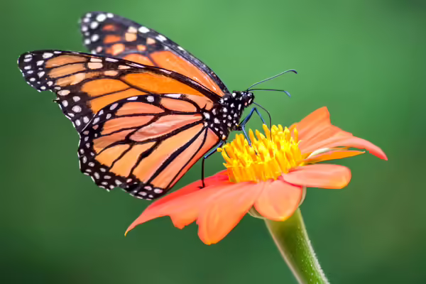 Monarch butterfly landing on orange flower