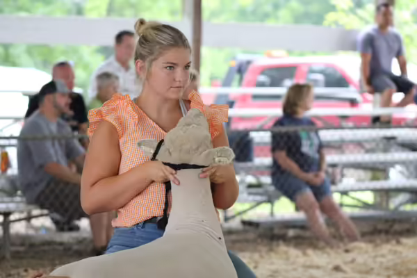 Teen girl presenting a sheep