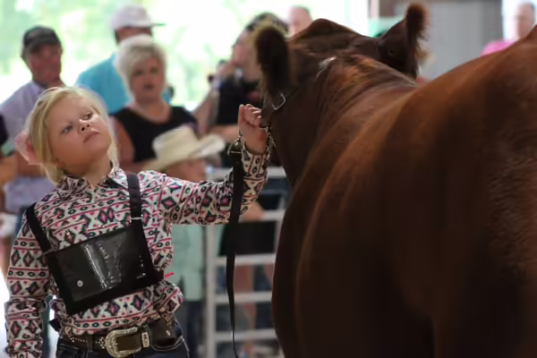 Little girl leading a cow
