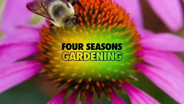 Up close look at a bumble bee visiting the orange center of a purple coneflower