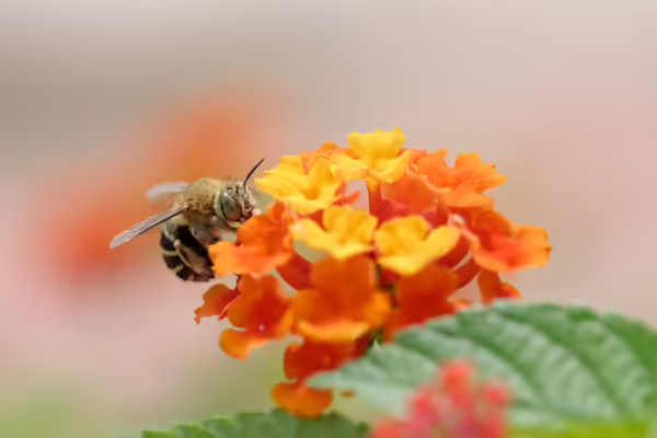 Bee landing on an orange and yellow flower
