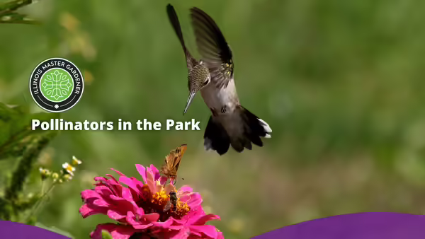 Pollinators in the Park text pictured over a picture of a hummingbird and butterfly on a flower