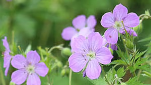 wild geranium