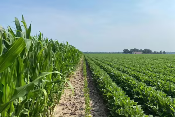 Looking down the rows where a corn and soybean field edge meet