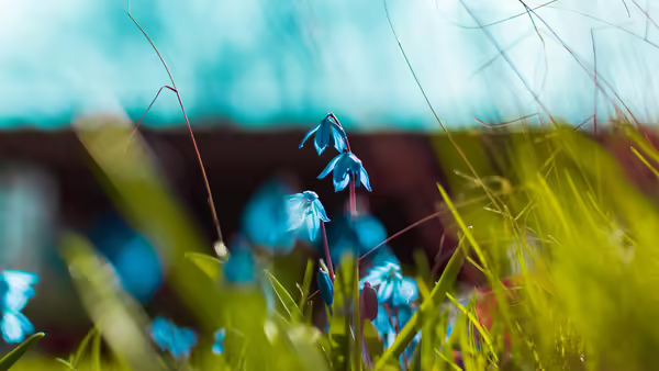blue flowers in a field