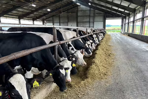 cows eating in a row inside of a barn