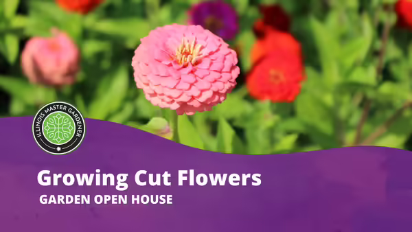 Growing Cut Flowers text pictured over purple block with flowers pictured in the background