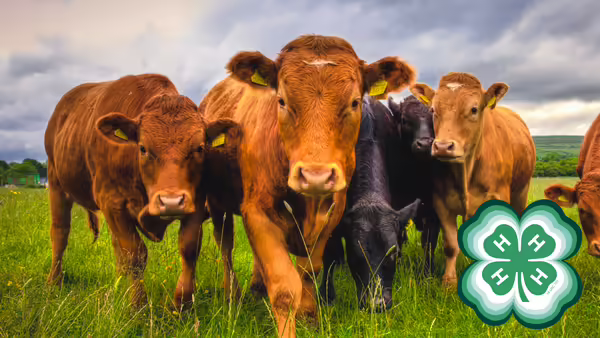 Cattle and 4-H logo