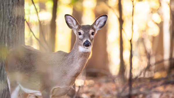A white-tailed deer in a forest