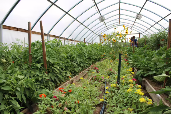 A high tunnel filled with tomatoes and cut flowers
