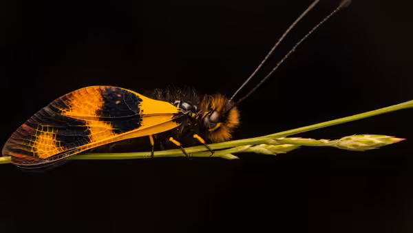 yellow and black moth
