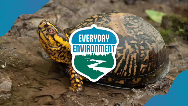 A brown and yellow box turtle with the Everyday Environment logo on top