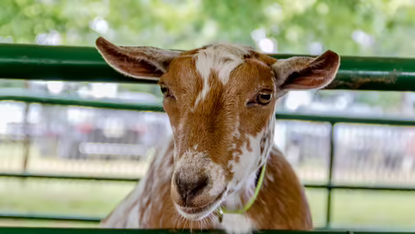 brown and white goat