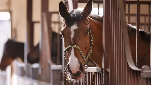 horses in stalls