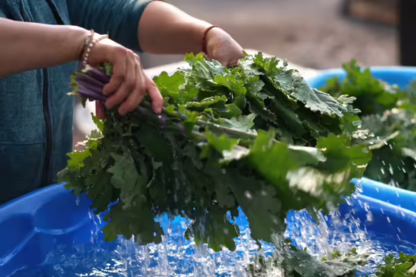 A person washing lettuce
