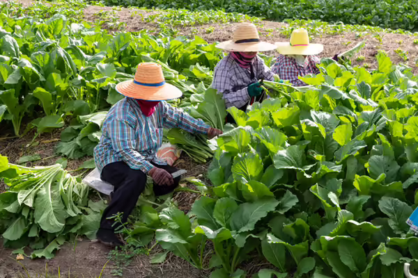 Three people, sitting near a crop row to harvest from a farm field on a hot summer day
