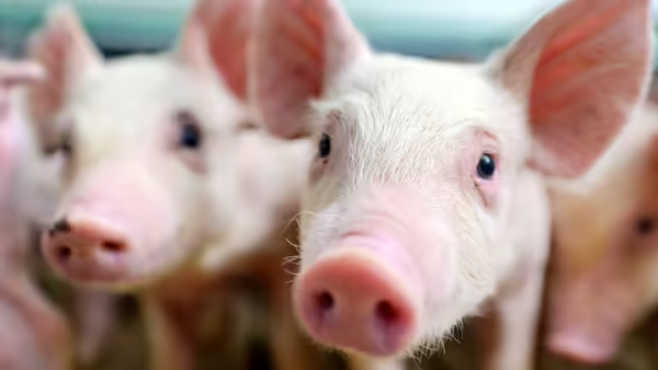 pink pigs
