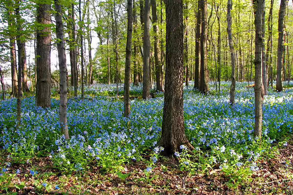 A woodland with blue flowering plants