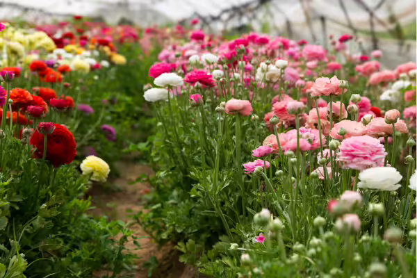 close up of flowers of all colors
