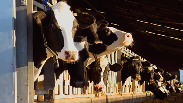 black and white cows