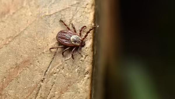 tick on a brown flat surface