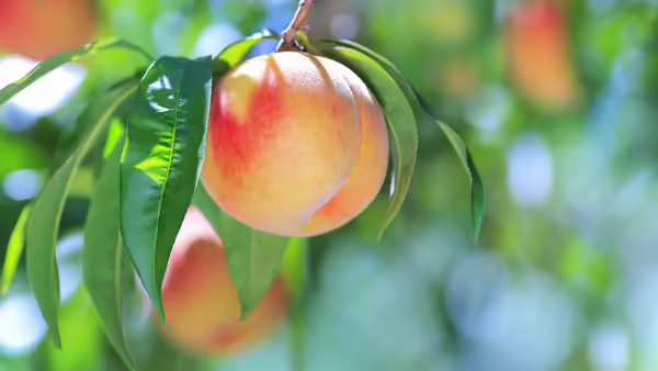 A peach on a tree.