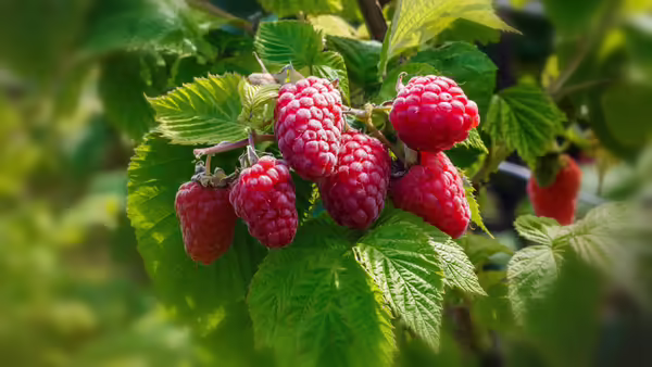 Red berries growing on a bush